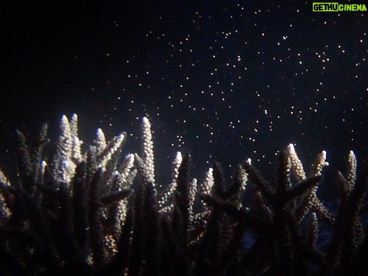 Kiko Mizuhara Instagram - 珊瑚の産卵 🪸 Birth of the Coral ⚘⠜ 年に1度、満月前後の夜を待って産卵する珊瑚。 その貴重な瞬間に立ち会う事が出来ました。 ピンク色の卵が放出される瞬間は とても神秘的で穏やかな気持ちになりました😌 Once a year, the full moon and the warm temperature of the ocean create a magical phenomenon of the birthing of coral. Witnessing the birthing of the coral reefs made me feel one with nature and created a stillness in my heart🤍 Photo & video by me:)) #希子の海物語