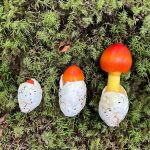 Kiko Mizuhara Instagram – Mushroom hunting🍄
My fav was Amanita jacksonii!!🥰
きのこ狩りでタマゴタケに出会えた🥚❤️