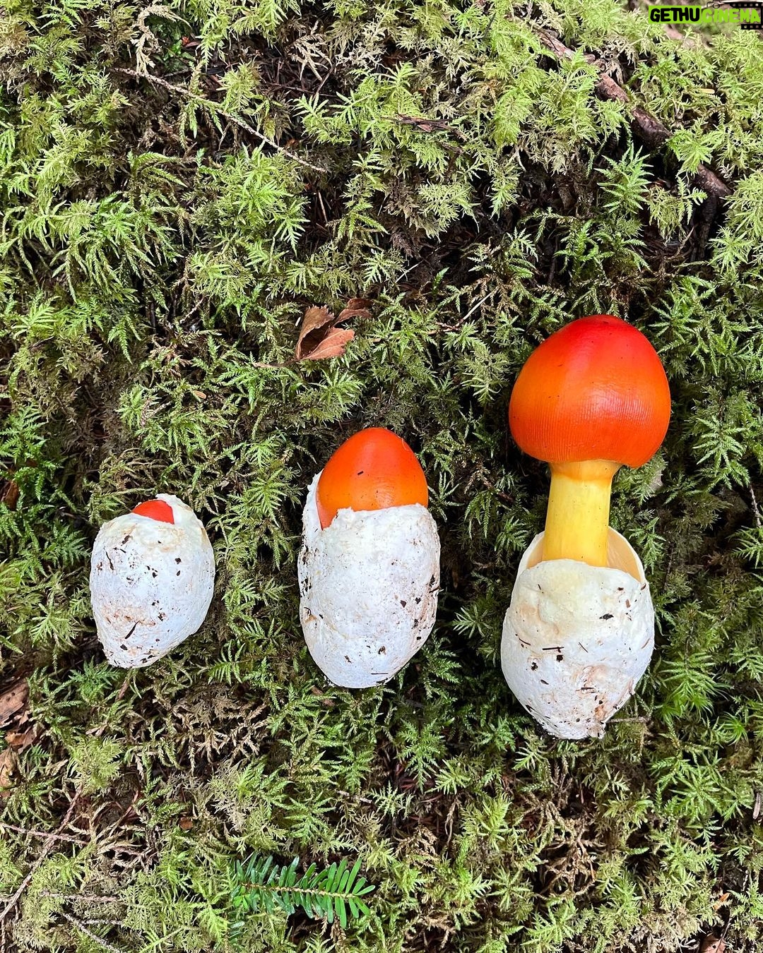 Kiko Mizuhara Instagram - Mushroom hunting🍄 My fav was Amanita jacksonii!!🥰 きのこ狩りでタマゴタケに出会えた🥚❤️