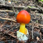 Kiko Mizuhara Instagram – Mushroom hunting🍄
My fav was Amanita jacksonii!!🥰
きのこ狩りでタマゴタケに出会えた🥚❤️