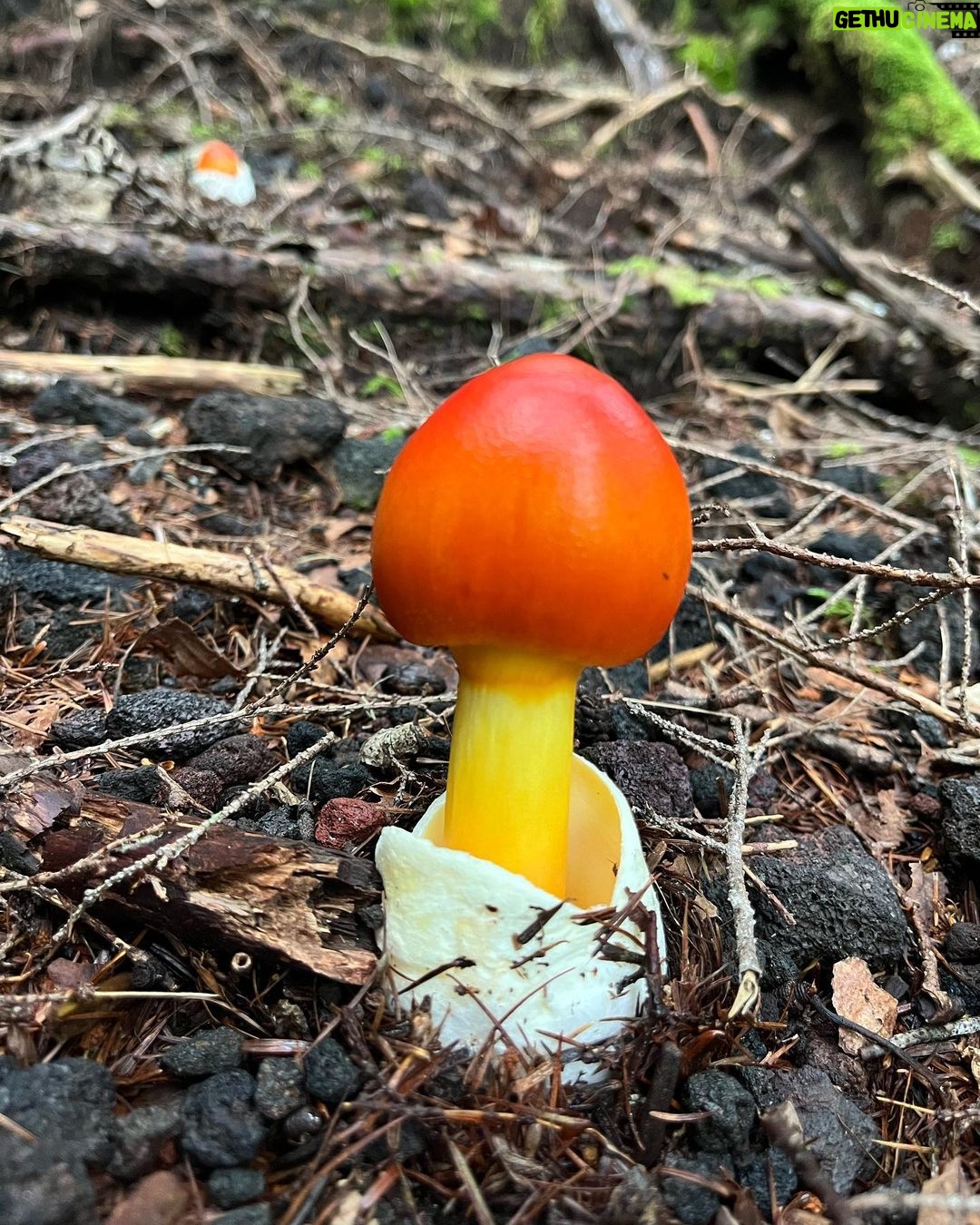 Kiko Mizuhara Instagram - Mushroom hunting🍄 My fav was Amanita jacksonii!!🥰 きのこ狩りでタマゴタケに出会えた🥚❤️
