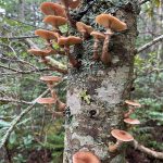 Kiko Mizuhara Instagram – Mushroom hunting🍄
My fav was Amanita jacksonii!!🥰
きのこ狩りでタマゴタケに出会えた🥚❤️