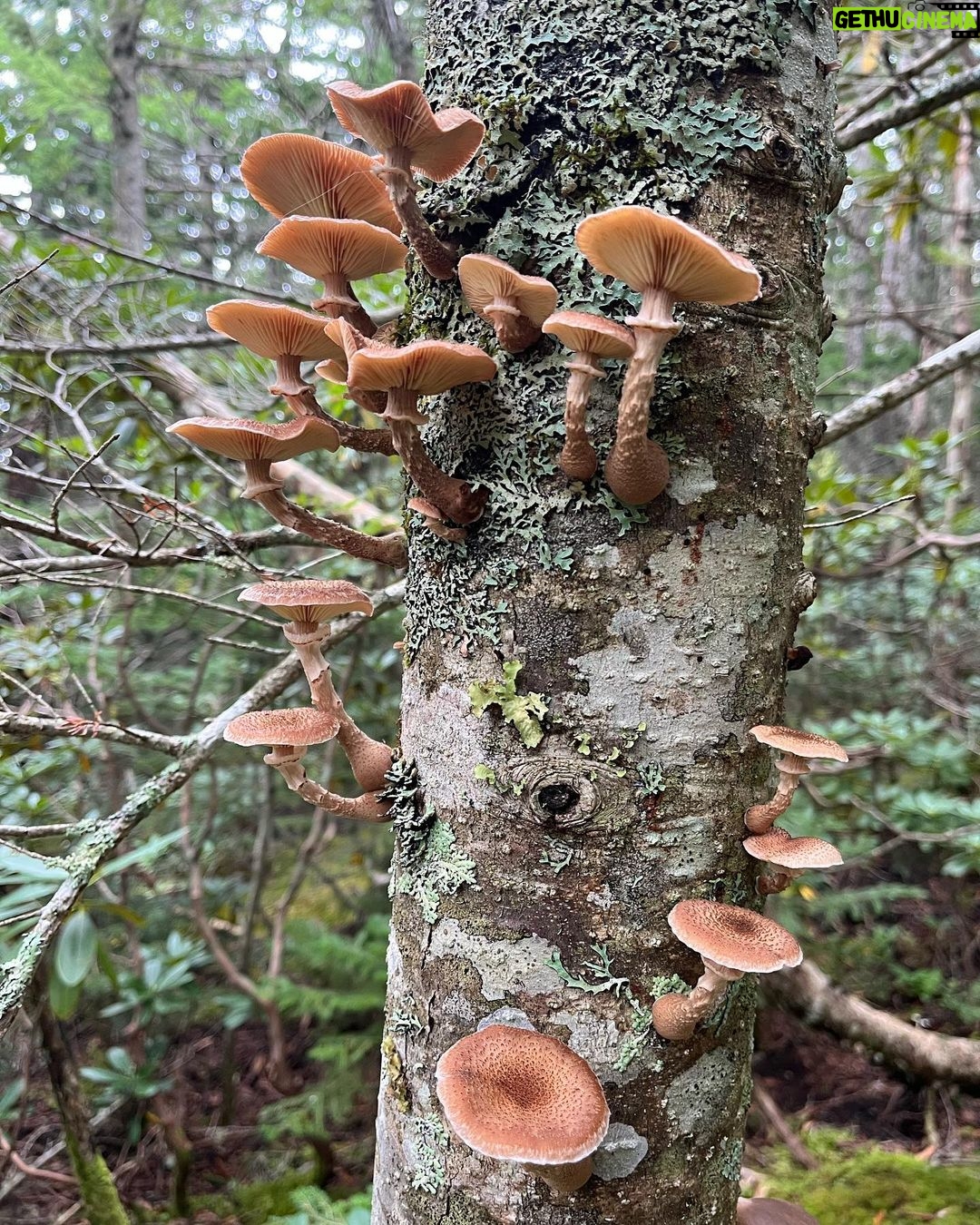 Kiko Mizuhara Instagram - Mushroom hunting🍄 My fav was Amanita jacksonii!!🥰 きのこ狩りでタマゴタケに出会えた🥚❤️