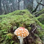Kiko Mizuhara Instagram – Mushroom hunting🍄
My fav was Amanita jacksonii!!🥰
きのこ狩りでタマゴタケに出会えた🥚❤️