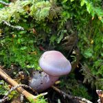 Kiko Mizuhara Instagram – Mushroom hunting🍄
My fav was Amanita jacksonii!!🥰
きのこ狩りでタマゴタケに出会えた🥚❤️