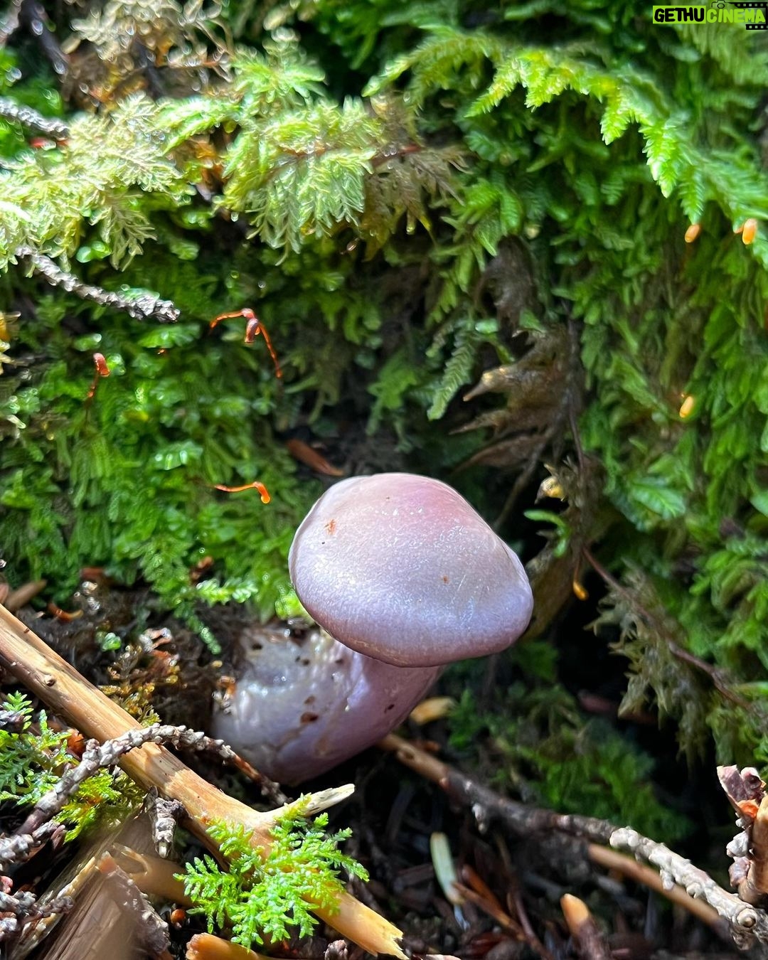 Kiko Mizuhara Instagram - Mushroom hunting🍄 My fav was Amanita jacksonii!!🥰 きのこ狩りでタマゴタケに出会えた🥚❤️