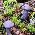 Kiko Mizuhara Instagram – Mushroom hunting🍄
My fav was Amanita jacksonii!!🥰
きのこ狩りでタマゴタケに出会えた🥚❤️