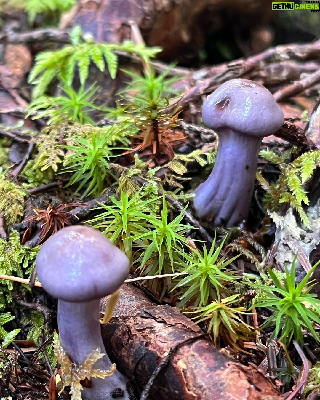 Kiko Mizuhara Instagram - Mushroom hunting🍄 My fav was Amanita jacksonii!!🥰 きのこ狩りでタマゴタケに出会えた🥚❤️