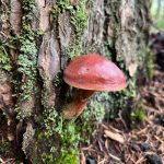 Kiko Mizuhara Instagram – Mushroom hunting🍄
My fav was Amanita jacksonii!!🥰
きのこ狩りでタマゴタケに出会えた🥚❤️