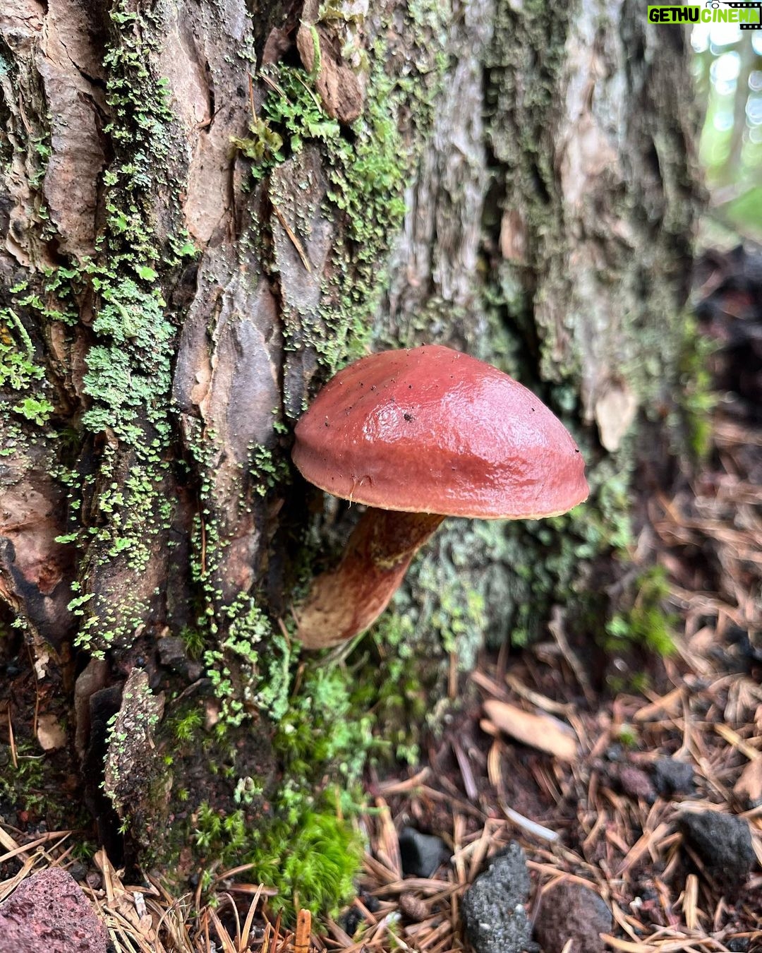 Kiko Mizuhara Instagram - Mushroom hunting🍄 My fav was Amanita jacksonii!!🥰 きのこ狩りでタマゴタケに出会えた🥚❤️