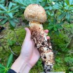 Kiko Mizuhara Instagram – Mushroom hunting🍄
My fav was Amanita jacksonii!!🥰
きのこ狩りでタマゴタケに出会えた🥚❤️