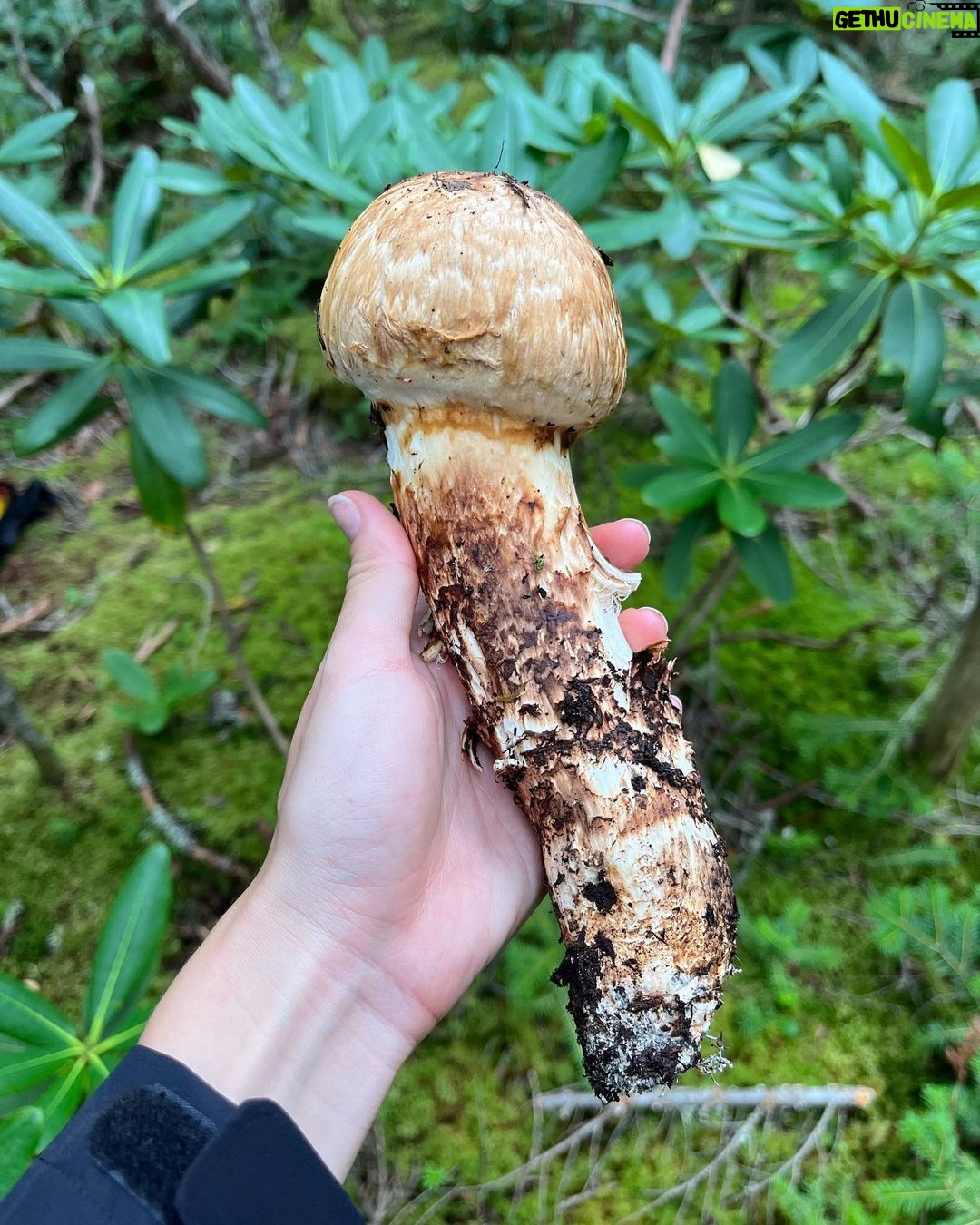 Kiko Mizuhara Instagram - Mushroom hunting🍄 My fav was Amanita jacksonii!!🥰 きのこ狩りでタマゴタケに出会えた🥚❤️
