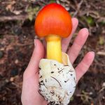 Kiko Mizuhara Instagram – Mushroom hunting🍄
My fav was Amanita jacksonii!!🥰
きのこ狩りでタマゴタケに出会えた🥚❤️
