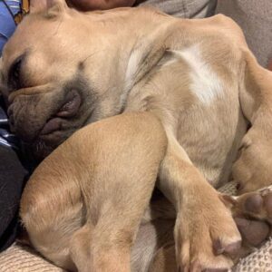 Kim Chi Instagram - I wuv my fur baby @butterthisdog and his ability to fall asleep in any position :3
