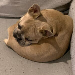 Kim Chi Instagram - I wuv my fur baby @butterthisdog and his ability to fall asleep in any position :3