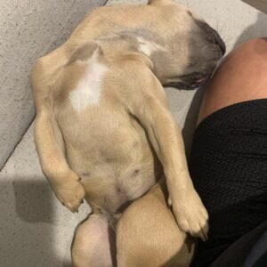 Kim Chi Instagram - I wuv my fur baby @butterthisdog and his ability to fall asleep in any position :3