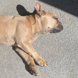 Kim Chi Instagram - I wuv my fur baby @butterthisdog and his ability to fall asleep in any position :3
