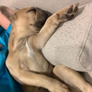 Kim Chi Instagram - I wuv my fur baby @butterthisdog and his ability to fall asleep in any position :3