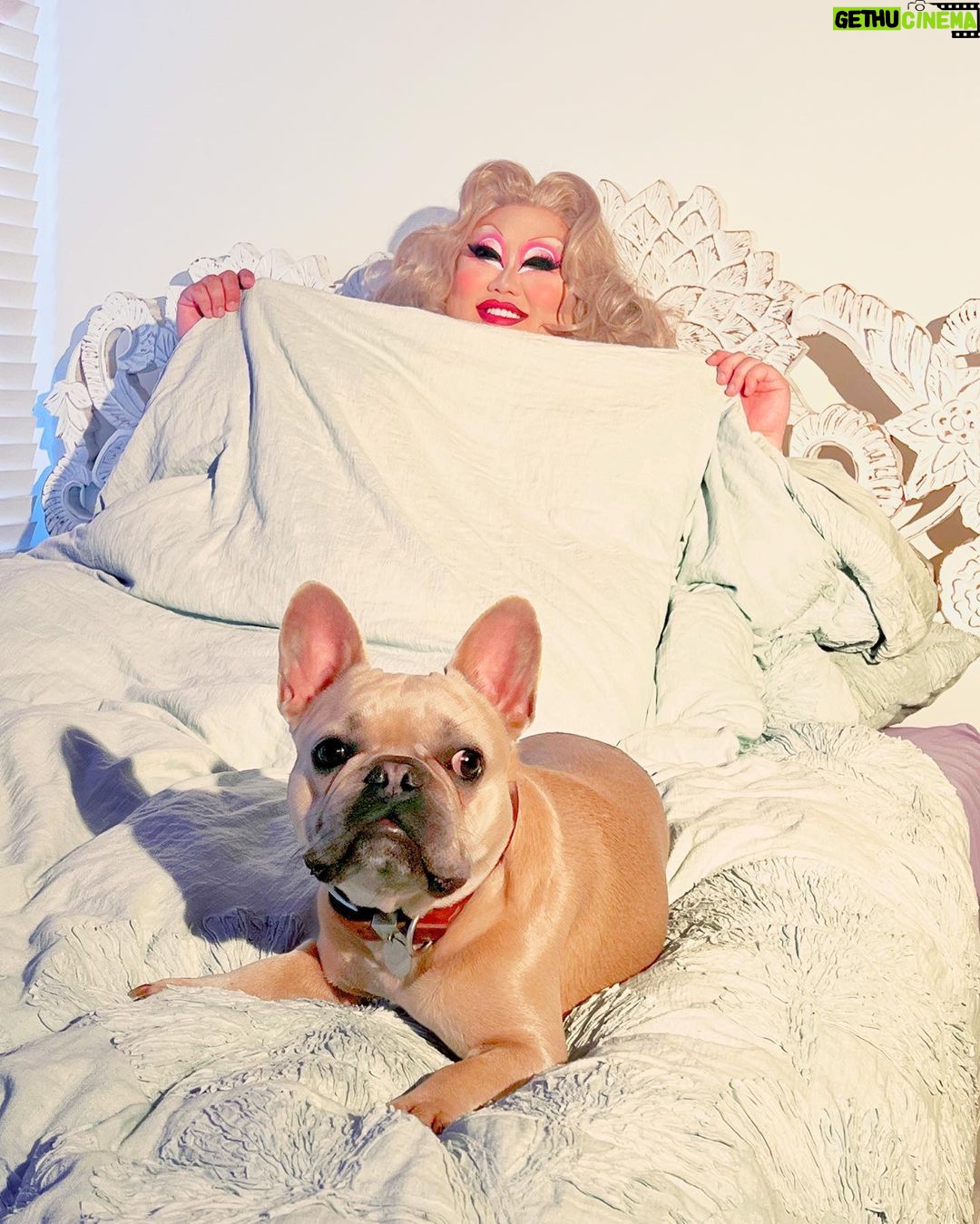 Kim Chi Instagram - Sleeping on the fluffy wave hybrid snow @casper mattress feels like I’m in a dream, laying on fluffy bed of clouds and I’m sure my puppy pal Butter agrees with me too! #gifted