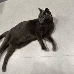 Kim Min-gue Instagram – 🐱