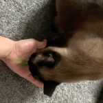 Kim Min-gue Instagram - 캣잎이 그리좋으냐..🤣