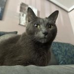 Kim Min-gue Instagram - 시크냥🐱
