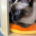 Kim Min-gue Instagram – 🐱🐱🐱