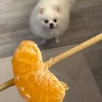 Kim Min-ju Instagram - 옥수수 익어가는 즁