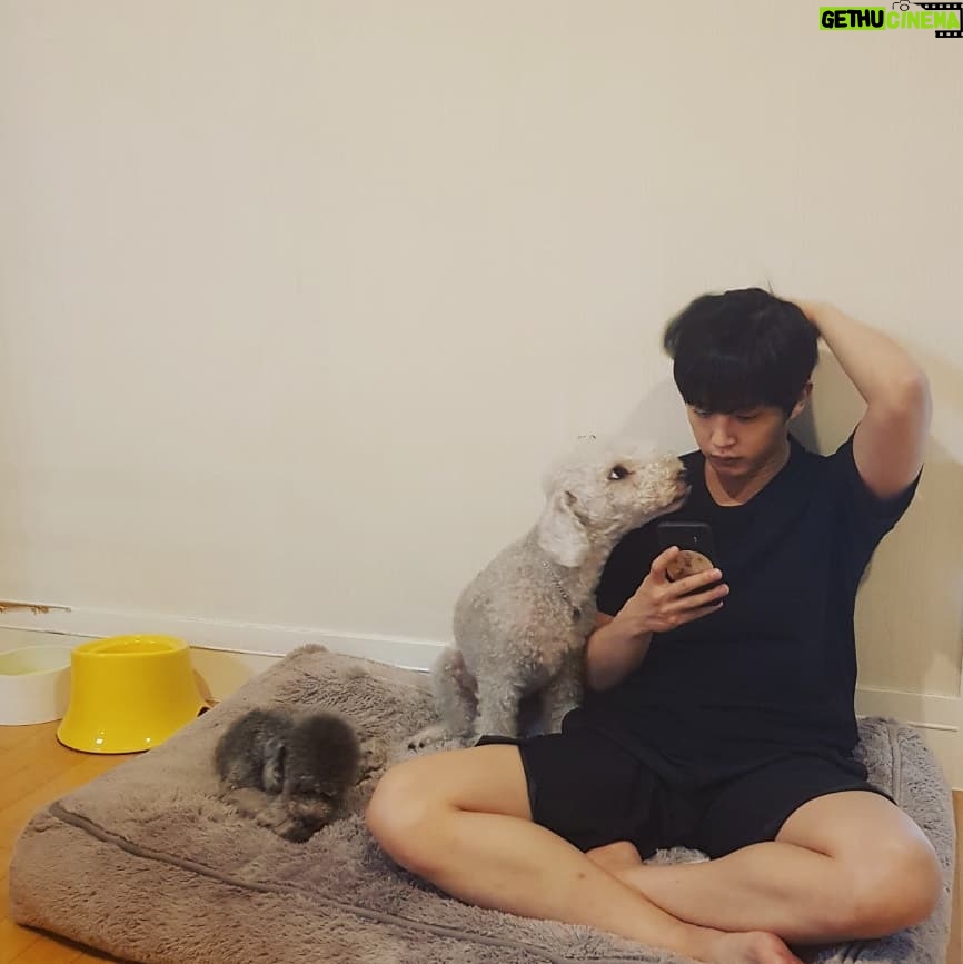 Kim Min-seok Instagram - #개일리 #일상 애기들 침대 침범하기.