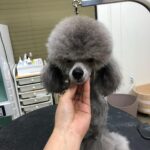Kim Min-seok Instagram - 공작ㅡ>강아지 너무 웃긴 둘째 #백호 항상 이뿌게 미용해주시는 우리 #두들샵 너무 감사합니다.