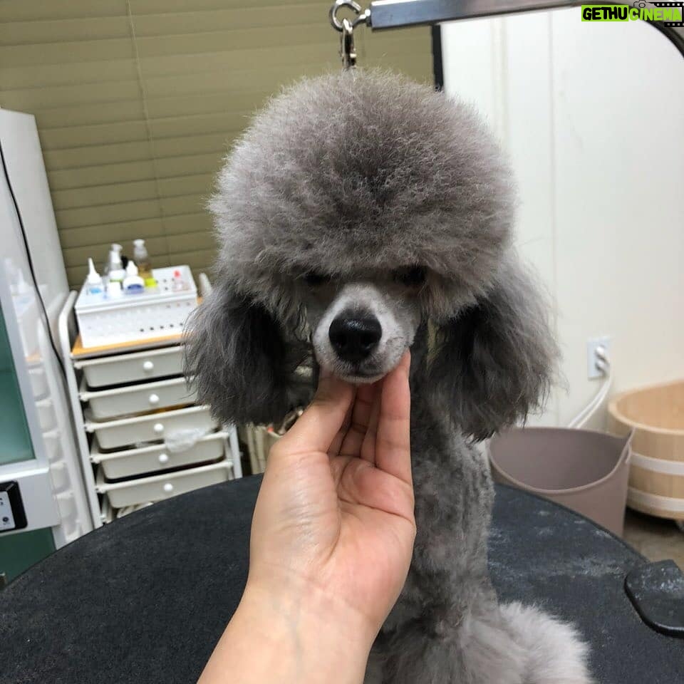 Kim Min-seok Instagram - 공작ㅡ>강아지 너무 웃긴 둘째 #백호 항상 이뿌게 미용해주시는 우리 #두들샵 너무 감사합니다.