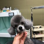Kim Min-seok Instagram - 공작ㅡ>강아지 너무 웃긴 둘째 #백호 항상 이뿌게 미용해주시는 우리 #두들샵 너무 감사합니다.