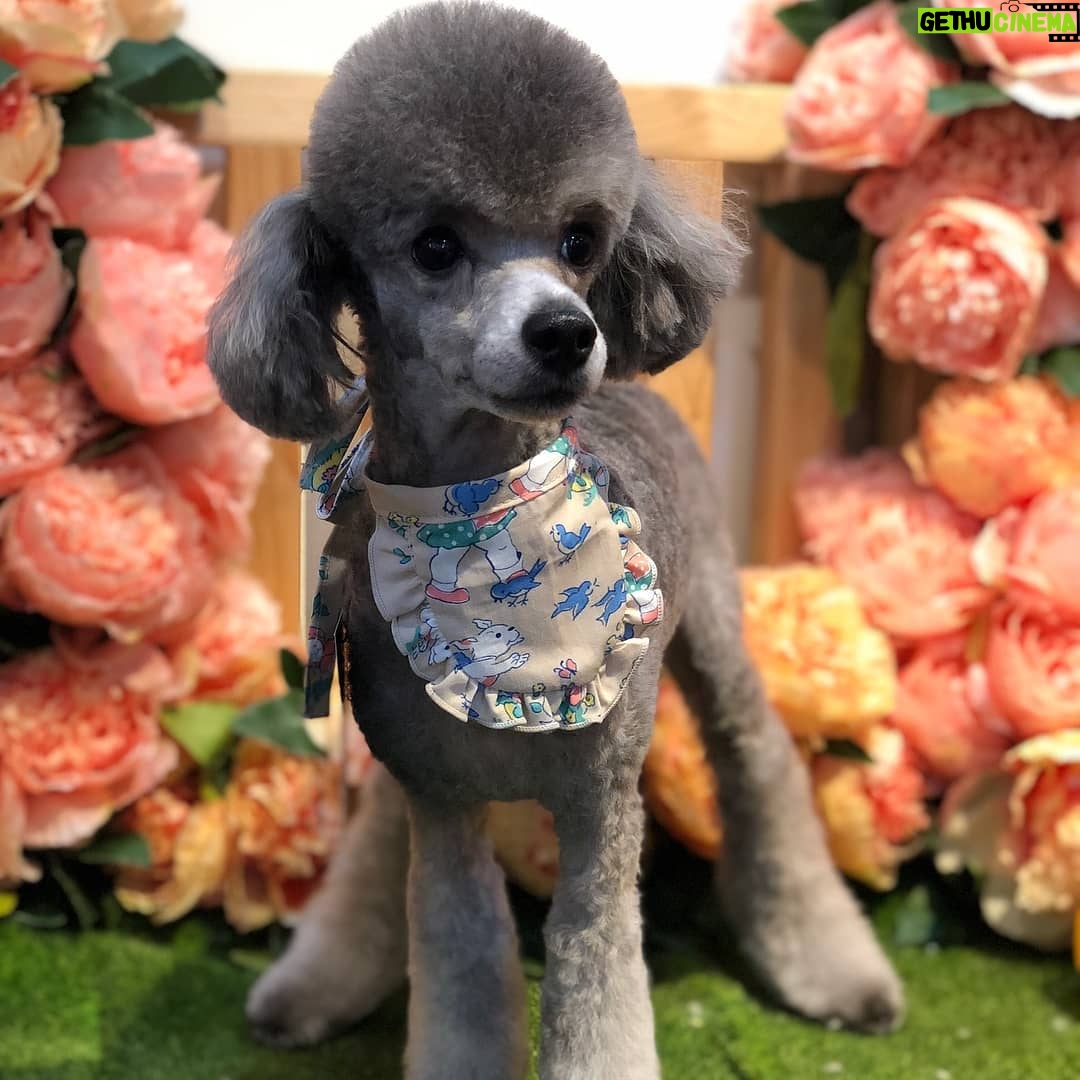 Kim Min-seok Instagram - 공작ㅡ>강아지 너무 웃긴 둘째 #백호 항상 이뿌게 미용해주시는 우리 #두들샵 너무 감사합니다.