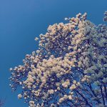 Kim You-jung Instagram - 가장 사랑하는 애달픈 나무.