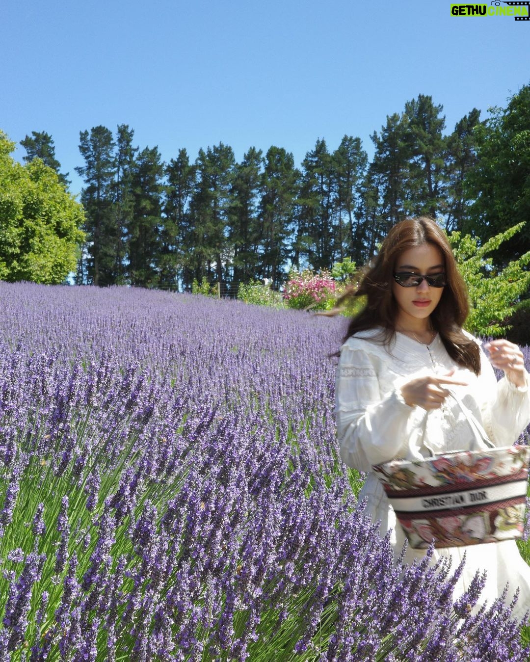Kimberly Ann Voltemas Instagram - นอกจากเขาพี่เค้ามีทุ่งLavenderให้อยู่นะคะ🪻🐝💜🐑 Wanaka Lavender Farm