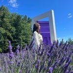 Kimberly Ann Voltemas Instagram - นอกจากเขาพี่เค้ามีทุ่งLavenderให้อยู่นะคะ🪻🐝💜🐑 Wanaka Lavender Farm