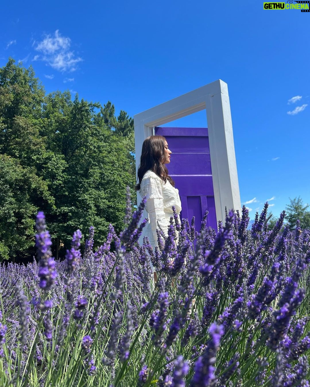 Kimberly Ann Voltemas Instagram - นอกจากเขาพี่เค้ามีทุ่งLavenderให้อยู่นะคะ🪻🐝💜🐑 Wanaka Lavender Farm