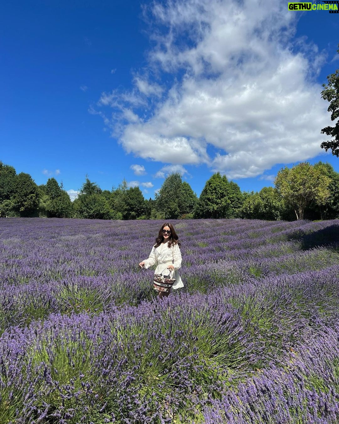 Kimberly Ann Voltemas Instagram - นอกจากเขาพี่เค้ามีทุ่งLavenderให้อยู่นะคะ🪻🐝💜🐑 Wanaka Lavender Farm