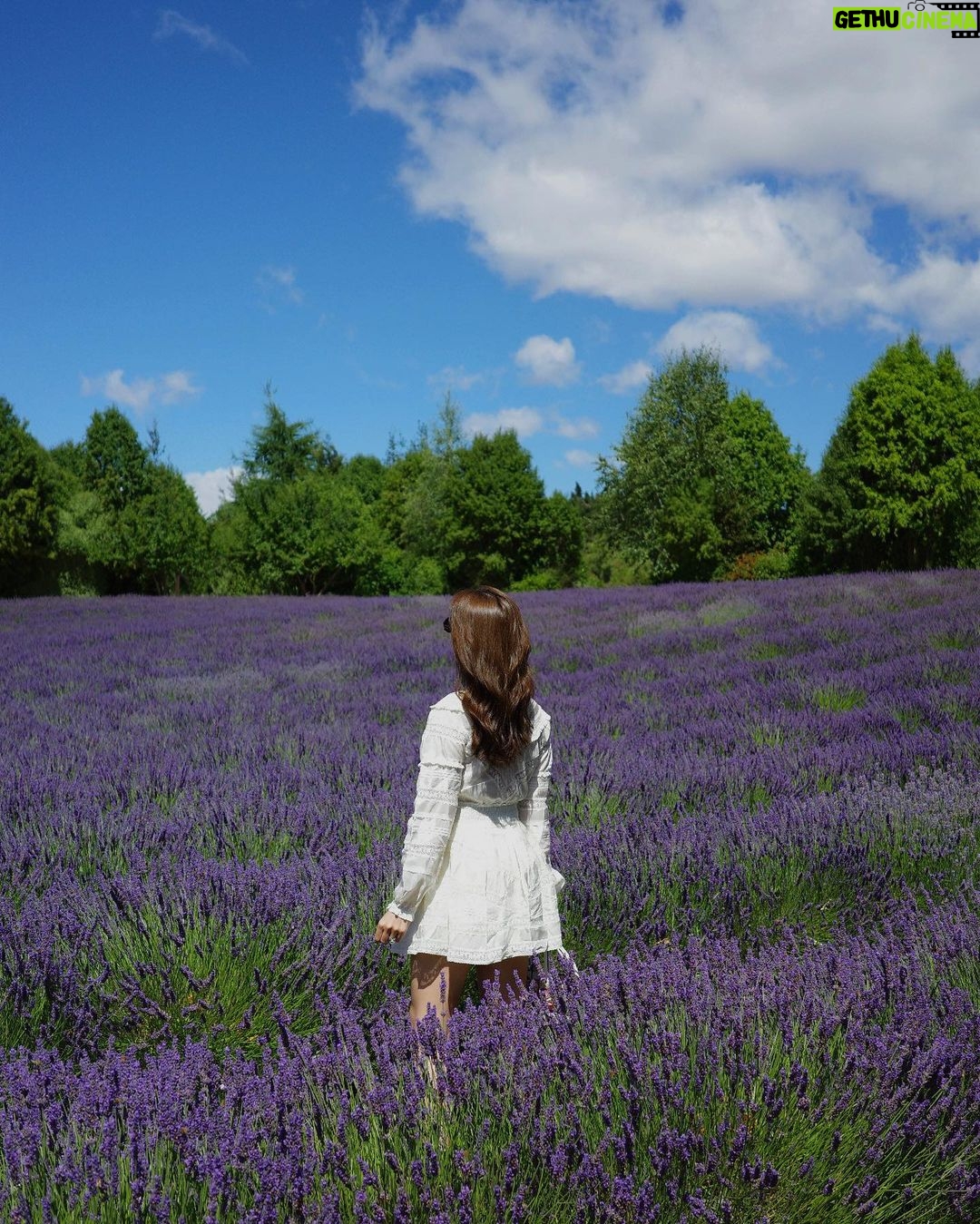 Kimberly Ann Voltemas Instagram - นอกจากเขาพี่เค้ามีทุ่งLavenderให้อยู่นะคะ🪻🐝💜🐑 Wanaka Lavender Farm