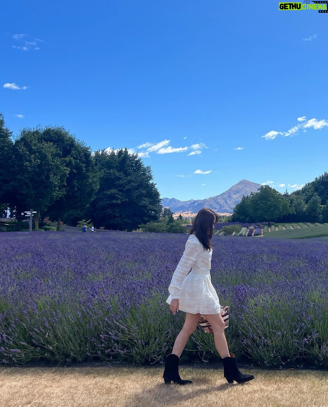Kimberly Ann Voltemas Instagram - นอกจากเขาพี่เค้ามีทุ่งLavenderให้อยู่นะคะ🪻🐝💜🐑 Wanaka Lavender Farm