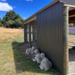 Kimberly Ann Voltemas Instagram – นอกจากเขาพี่เค้ามีทุ่งLavenderให้อยู่นะคะ🪻🐝💜🐑 Wanaka Lavender Farm