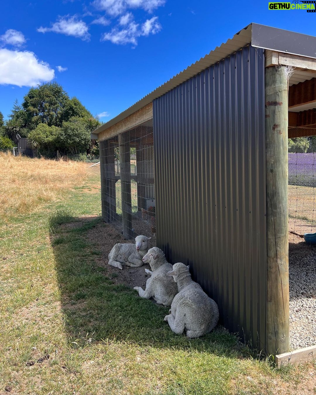 Kimberly Ann Voltemas Instagram - นอกจากเขาพี่เค้ามีทุ่งLavenderให้อยู่นะคะ🪻🐝💜🐑 Wanaka Lavender Farm
