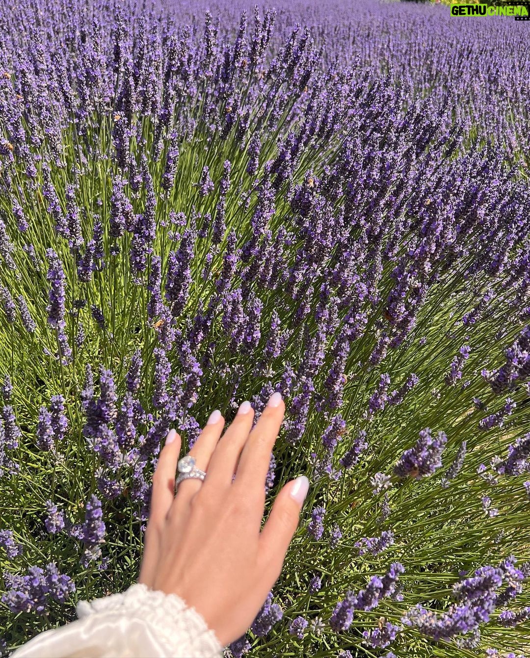 Kimberly Ann Voltemas Instagram - นอกจากเขาพี่เค้ามีทุ่งLavenderให้อยู่นะคะ🪻🐝💜🐑 Wanaka Lavender Farm