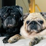 Kiran Rathod Instagram - Happy birthday my dearest my jaaneman chum chum… love you tezu❤️ meri bhi Umar lag jaaye tujhe 🌈🌈 #pet #petstagram #petlovers #instadaily #instalike #pugs #puglife #puglover #pugsofinstagram #barfi #chumchum #tezza