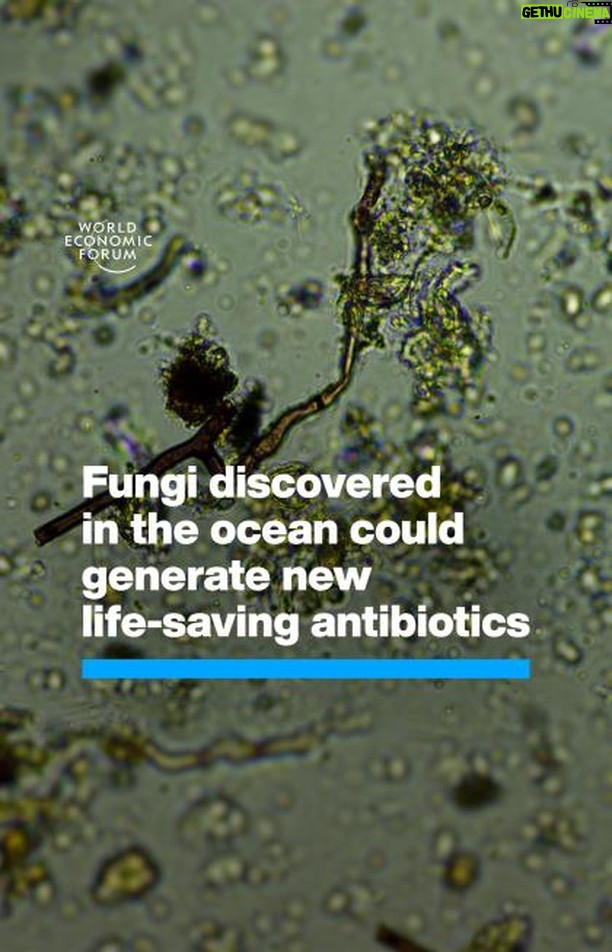 Klaus Schwab Instagram - This could lead to the discovery of new life-saving antibiotics. The World Economic Forum has launched the Global Future Council on the Future of Tackling Antimicrobial Resistance, an initiative working to tackle AMR around the world. Tap the link in our bio to learn more.