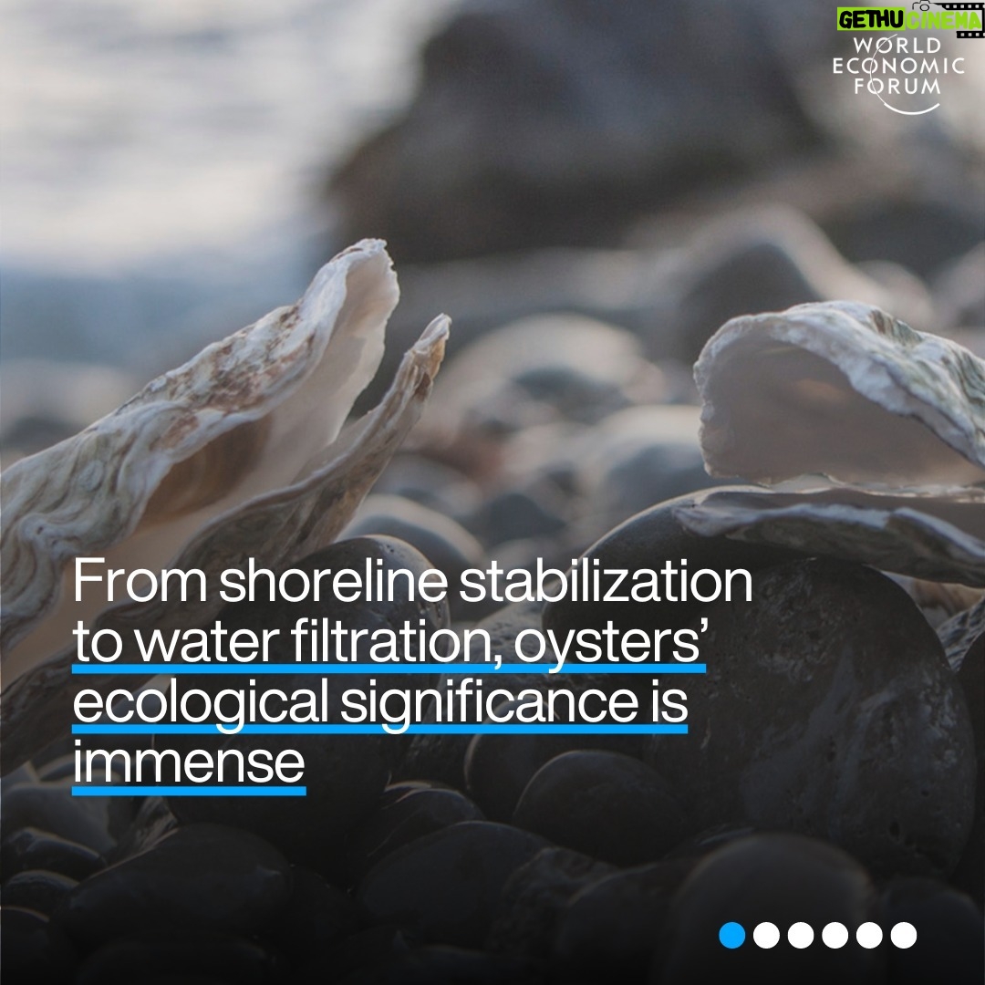 Klaus Schwab Instagram - Oysters are crucial to marine life. But as ocean acidification intensifies, the oyster's future hangs in the balance – and with it, environmental and economic ecosystems. Learn more about the efforts to protect the world’s oysters - and why they are important by tapping the link in our bio.