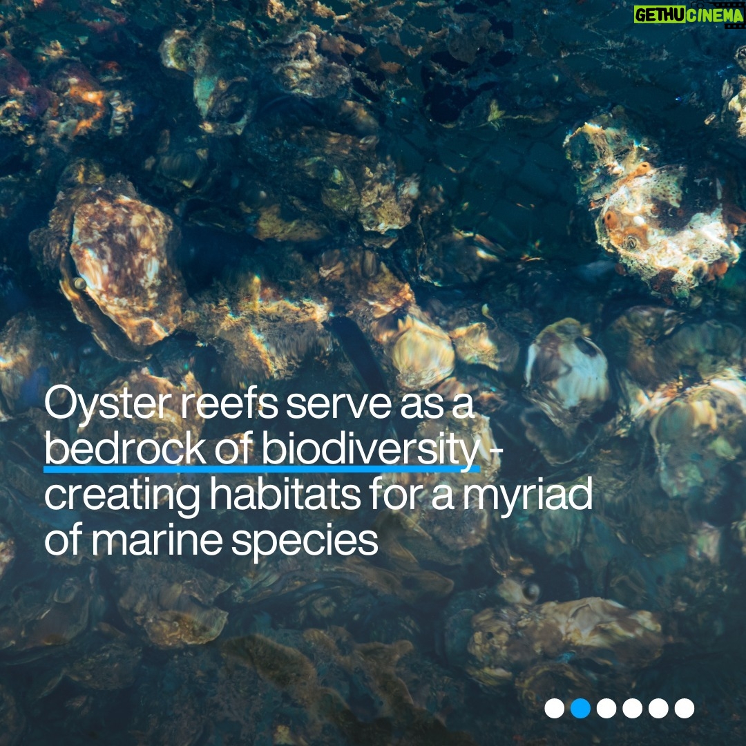 Klaus Schwab Instagram - Oysters are crucial to marine life. But as ocean acidification intensifies, the oyster's future hangs in the balance – and with it, environmental and economic ecosystems. Learn more about the efforts to protect the world’s oysters - and why they are important by tapping the link in our bio.