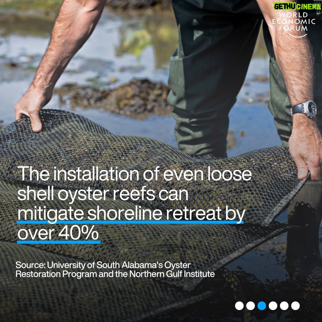 Klaus Schwab Instagram - Oysters are crucial to marine life. But as ocean acidification intensifies, the oyster's future hangs in the balance – and with it, environmental and economic ecosystems. Learn more about the efforts to protect the world’s oysters - and why they are important by tapping the link in our bio.