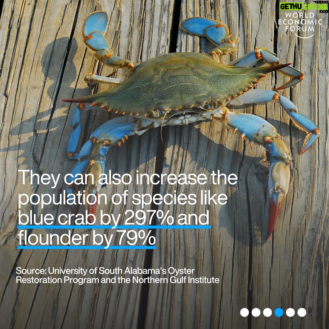 Klaus Schwab Instagram - Oysters are crucial to marine life. But as ocean acidification intensifies, the oyster's future hangs in the balance – and with it, environmental and economic ecosystems. Learn more about the efforts to protect the world’s oysters - and why they are important by tapping the link in our bio.