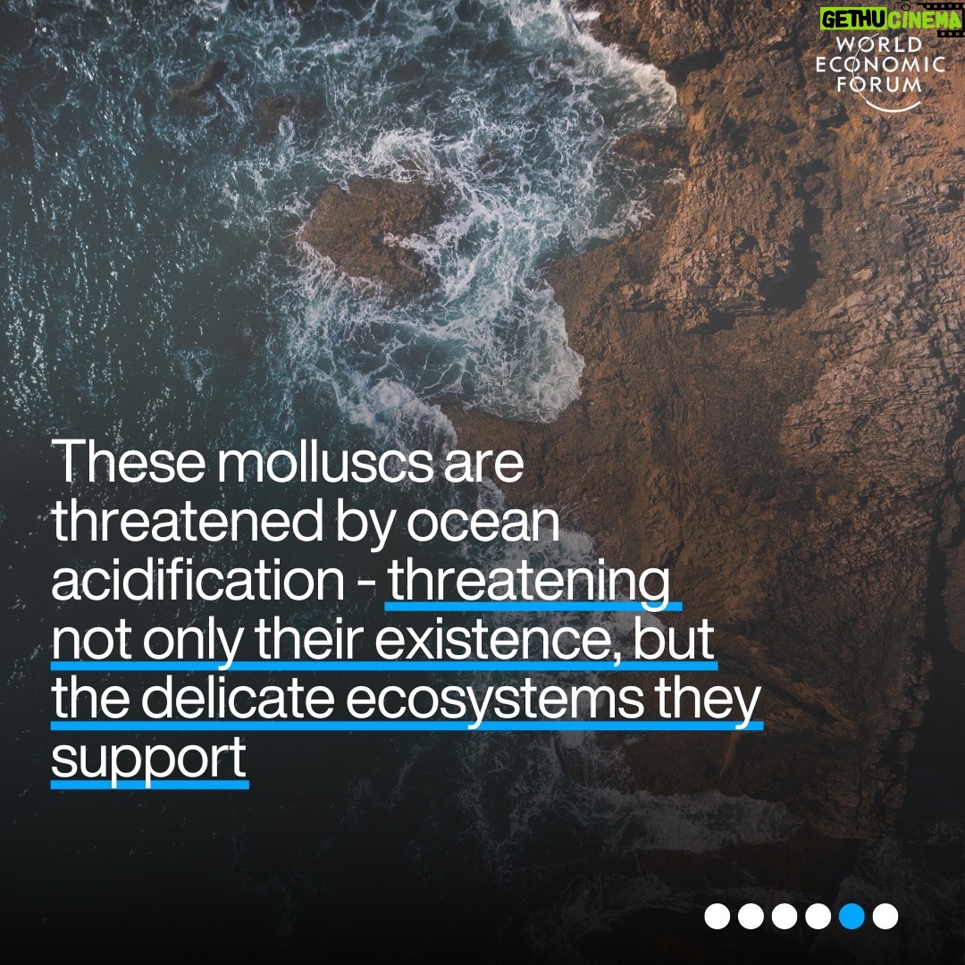 Klaus Schwab Instagram - Oysters are crucial to marine life. But as ocean acidification intensifies, the oyster's future hangs in the balance – and with it, environmental and economic ecosystems. Learn more about the efforts to protect the world’s oysters - and why they are important by tapping the link in our bio.